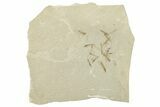 Crane Fly (Tipulidae) Mortality Plate - Green River Formation #244687-1